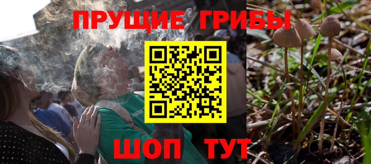 Псилоцибиновые грибы мицелий Курчатов